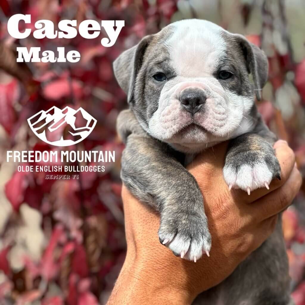 Olde English Bulldogge Puppies from a reputable breeder - Freedom Mountain Bulldogges in Central California