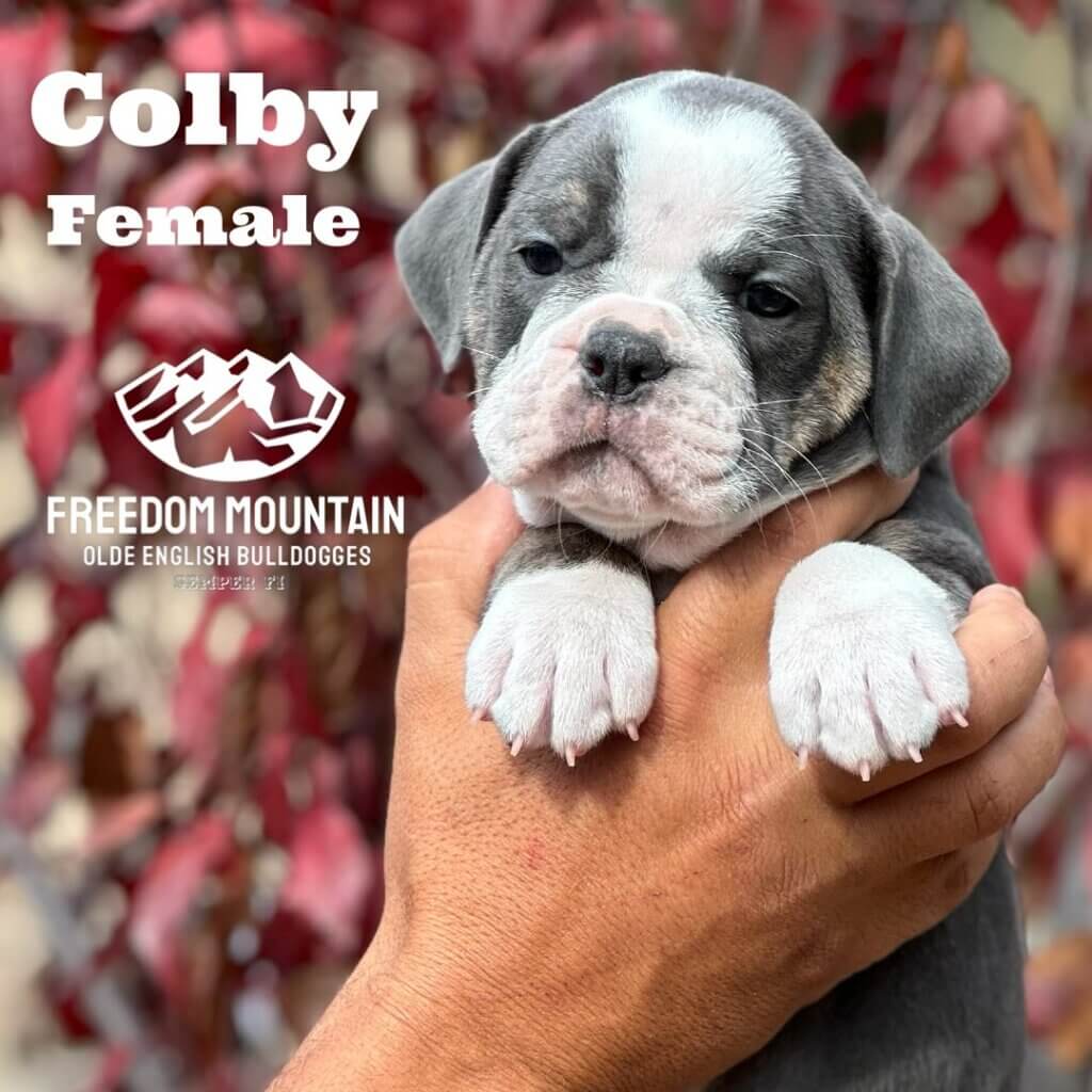Olde English Bulldogge Puppies from a reputable breeder - Freedom Mountain Bulldogges in Central California