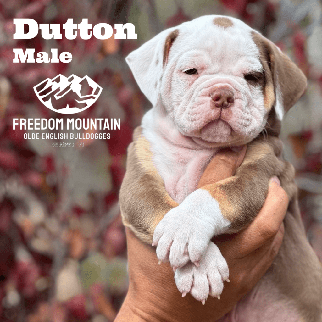 Olde English Bulldogge Puppies from a reputable breeder - Freedom Mountain Bulldogges in Central California