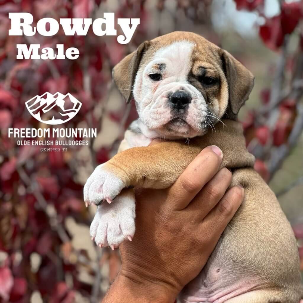 Olde English Bulldogge Puppies from a reputable breeder - Freedom Mountain Bulldogges in Central California