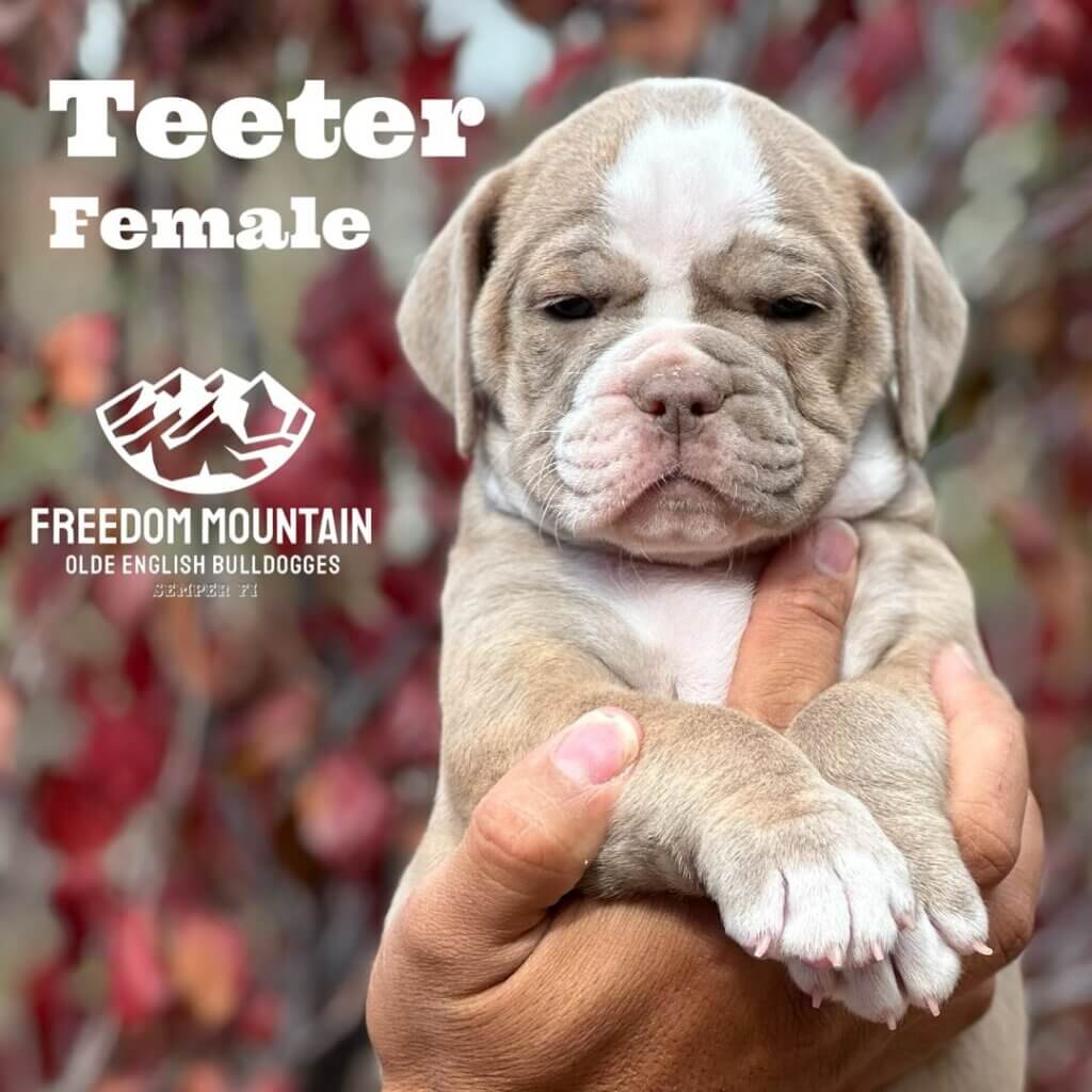 Olde English Bulldogge Puppies from a reputable breeder - Freedom Mountain Bulldogges in Central California