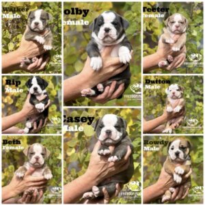 Freedom Mountain Olde English Bulldogge Puppies