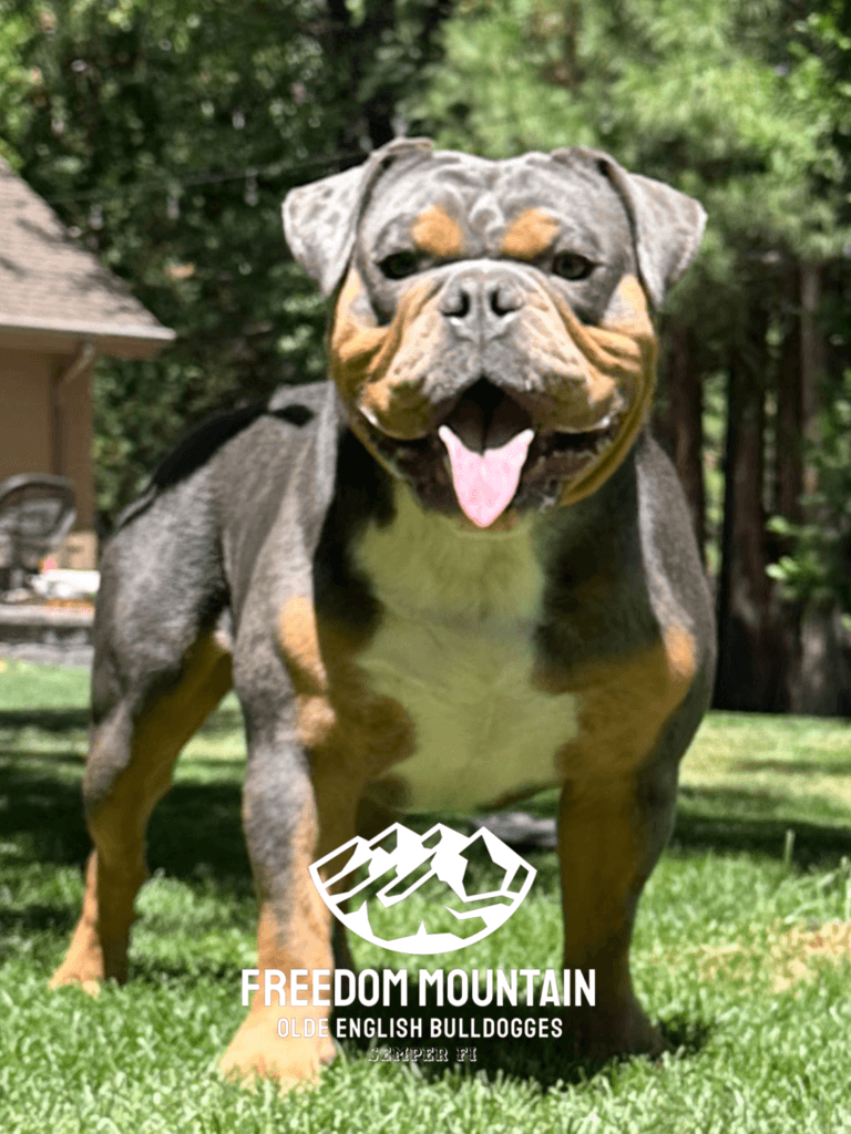 Freedom Mountain Bulldogge breeder - bulldogge sires