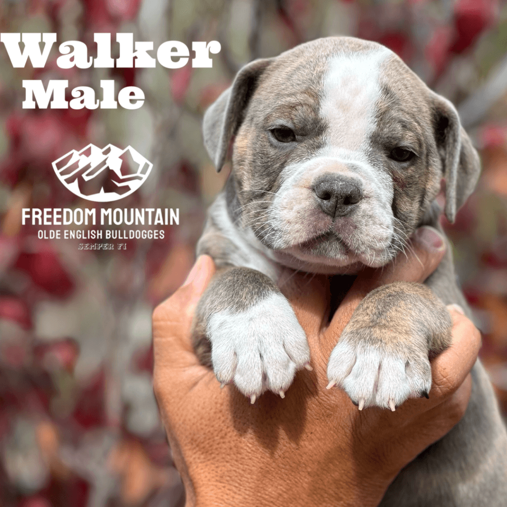 Freedom Mountain Bulldogge Puppies - Walker puppy