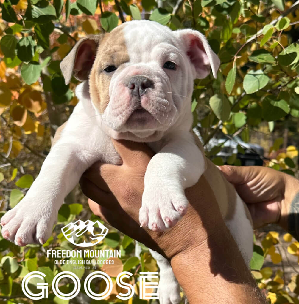 Freedom Mountain Bulldogge Puppies - Goose