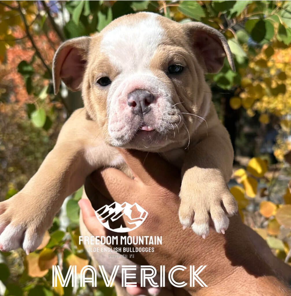 Freedom Mountain Bulldogge Puppies - Maverick