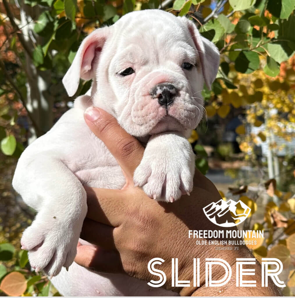 Freedom Mountain Bulldogge Puppies - Silder