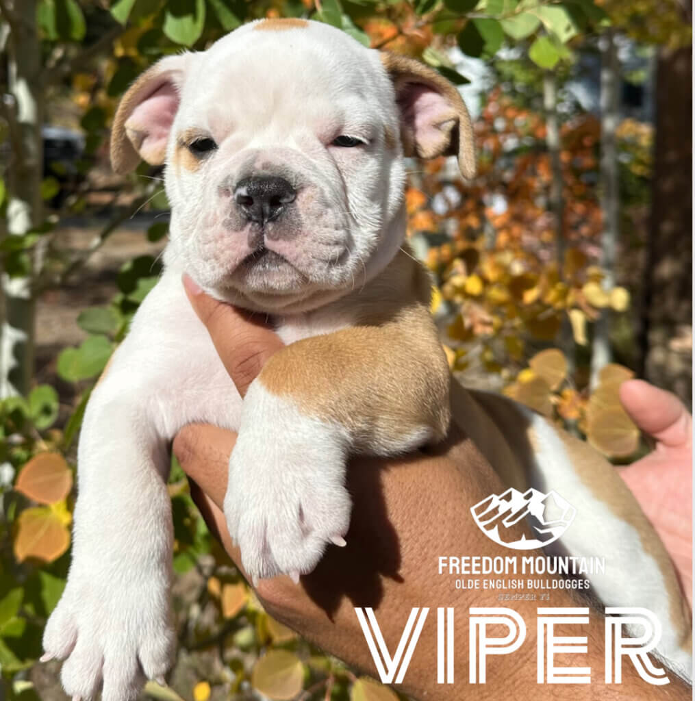 Freedom Mountain Bulldogge Puppies - Viper
