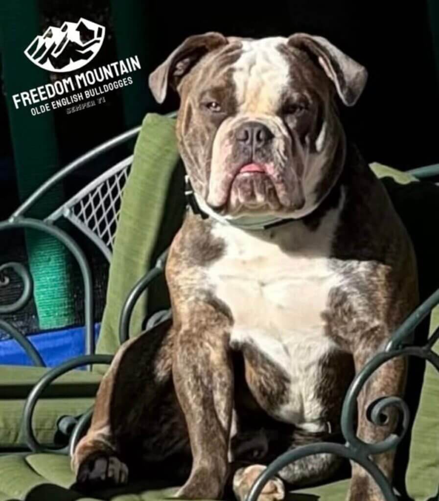Freedom Mountain Bulldogges Casey