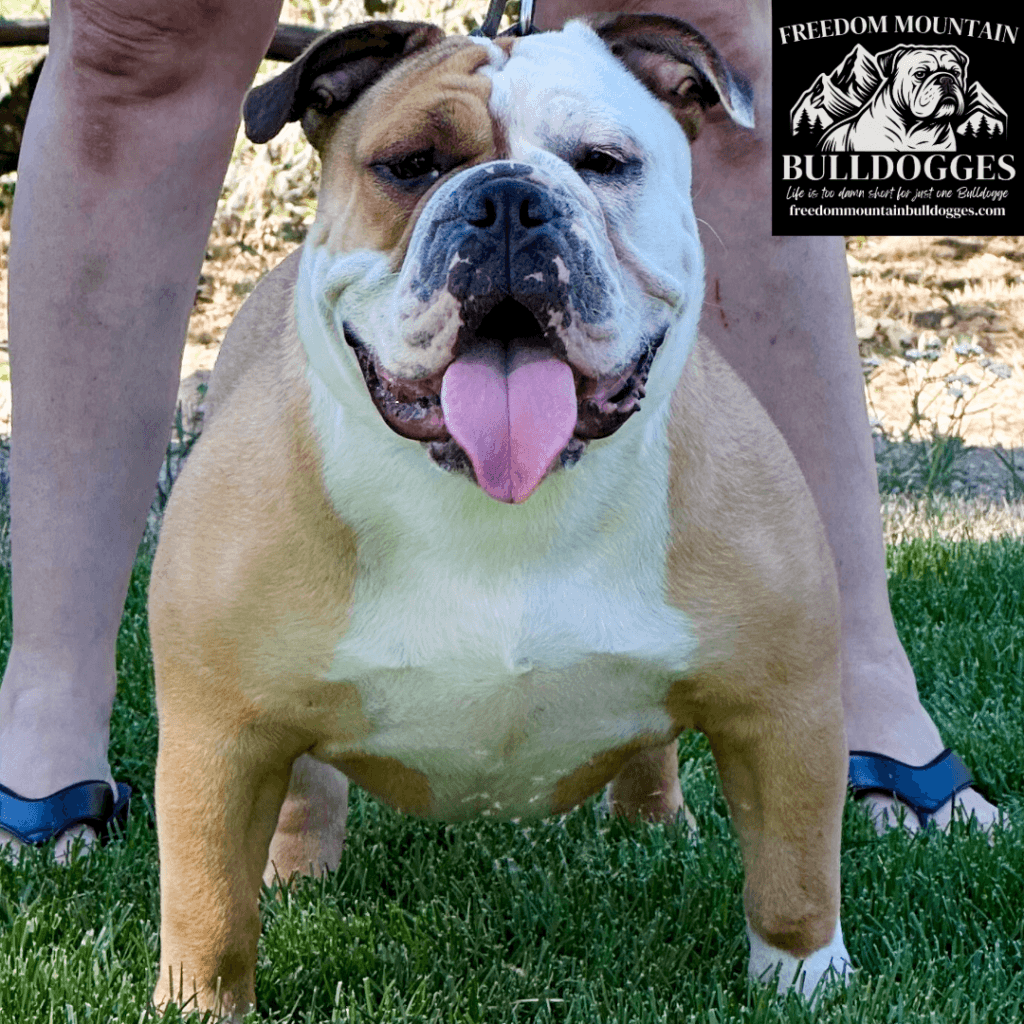 Freedom Mountain Bulldogges