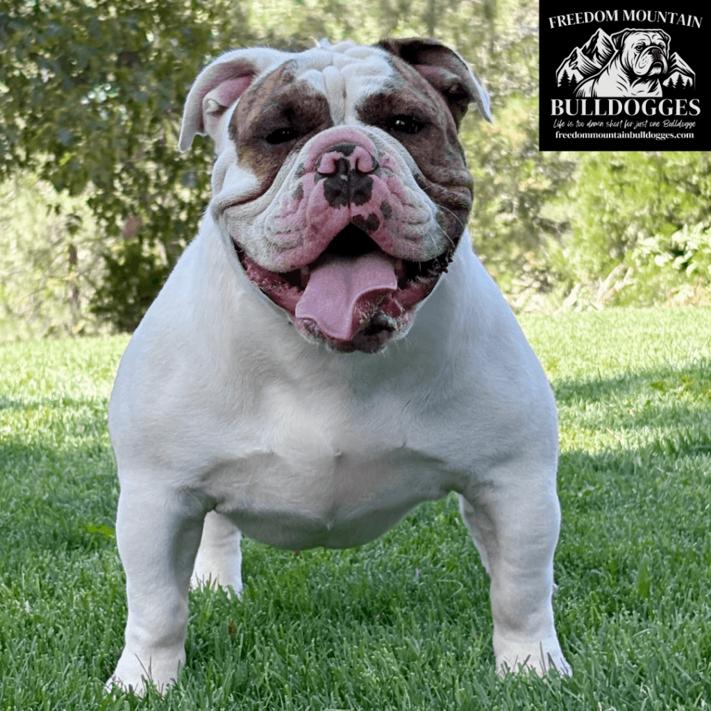 Freedom Mountain Bulldogges