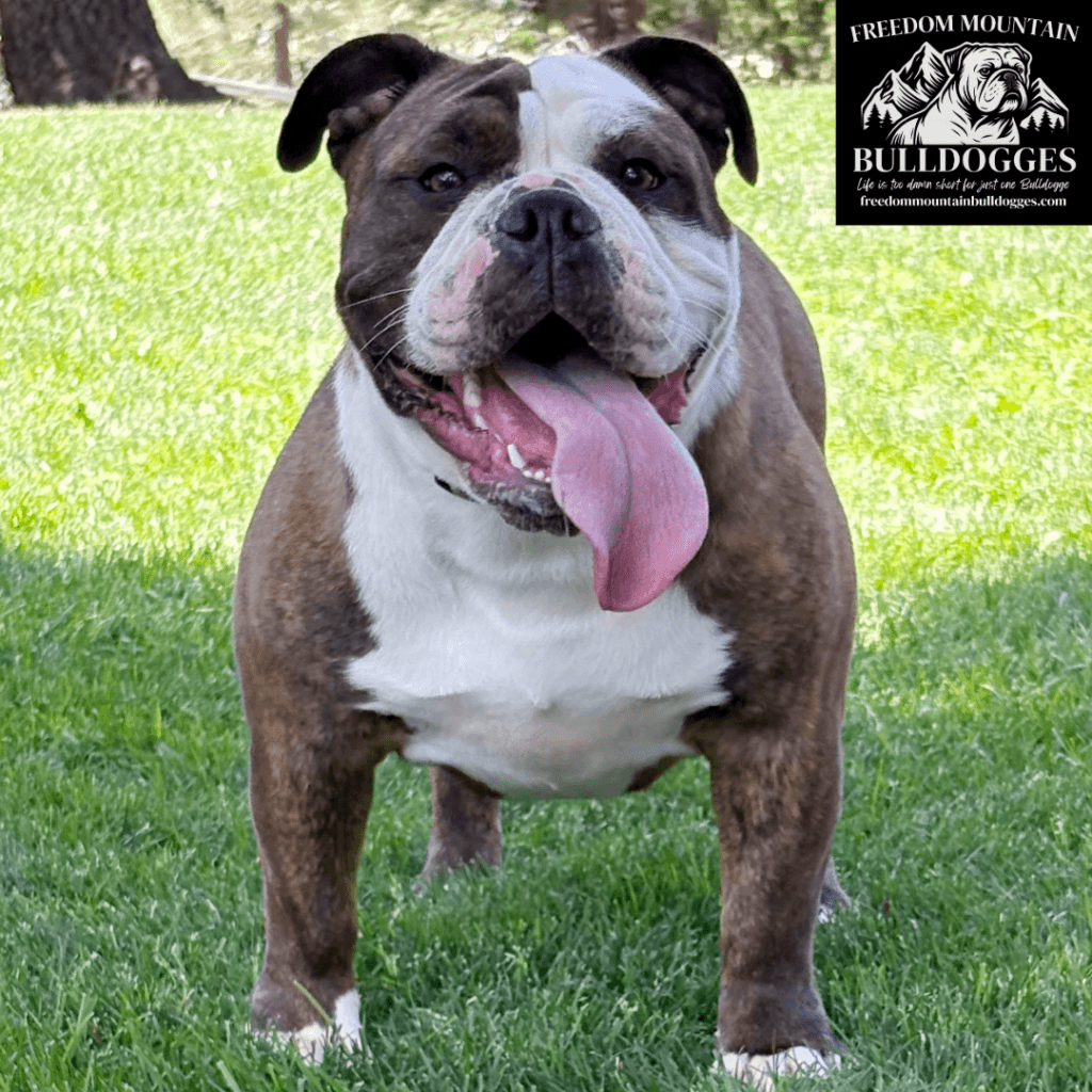 Freedom Mountain Bulldogges
