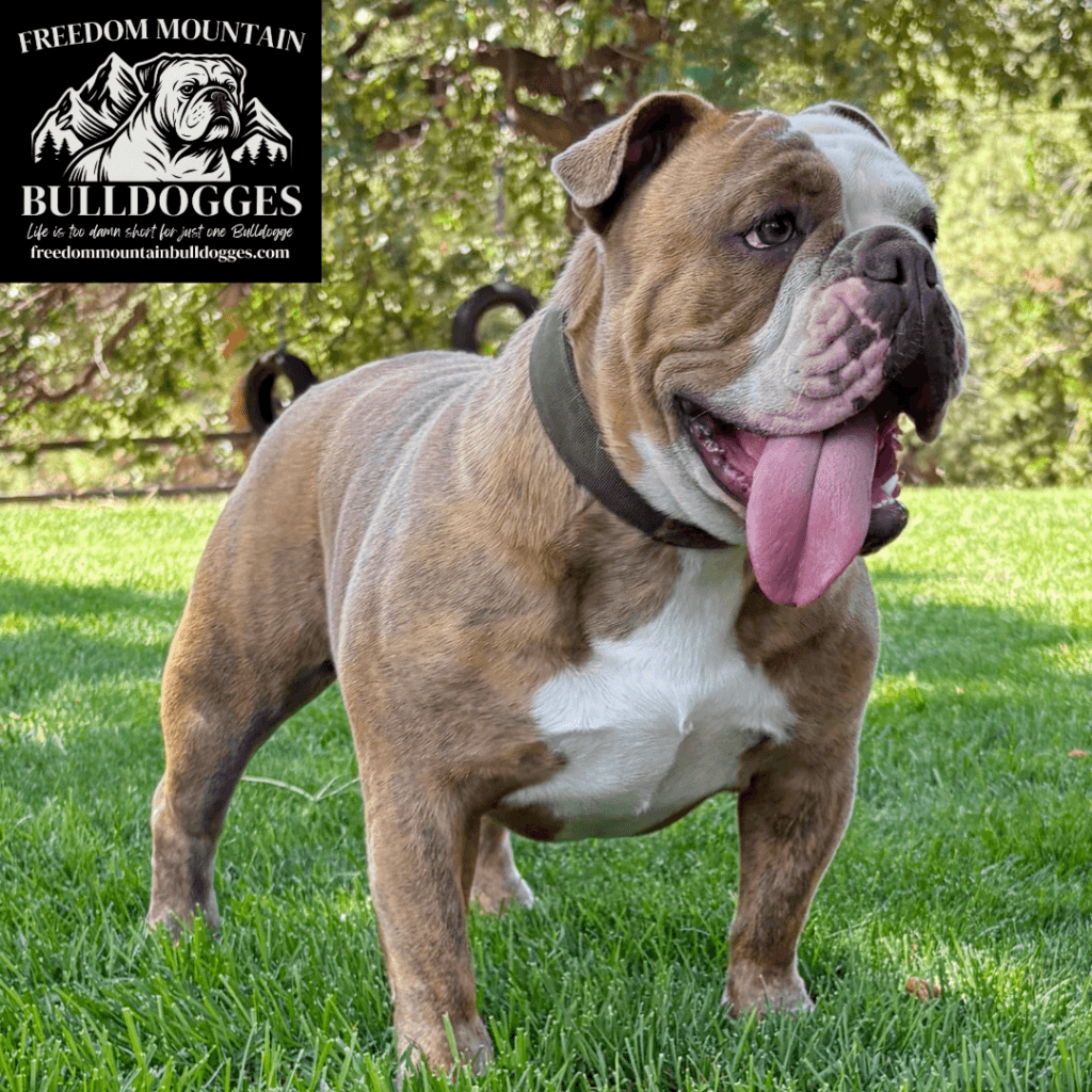 Freedom Mountain Bulldogges